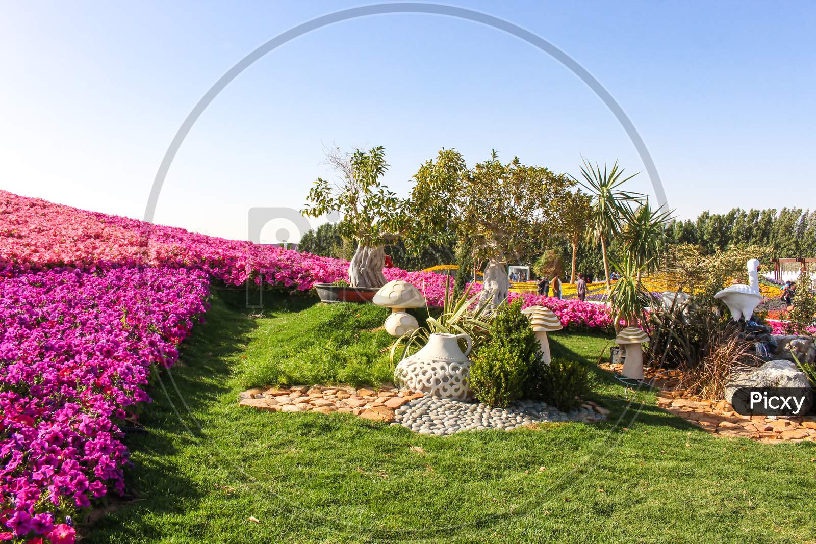 flower show in yanbu saudi arabia