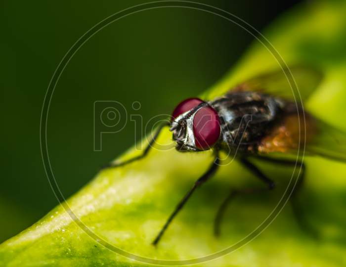 Housefly Eye Focus Close Up Macro Shot. Housefly Is A Fly Of The Suborder Cyclorrhapha, And Has Spread All Over The World As A Commensal Of Humans. It Is The Most Common Fly Species Found In Houses