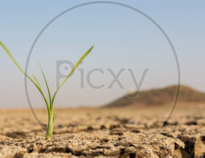 Green Grass Growing Through Dry Cracked Black Soil Land With Copy Space.