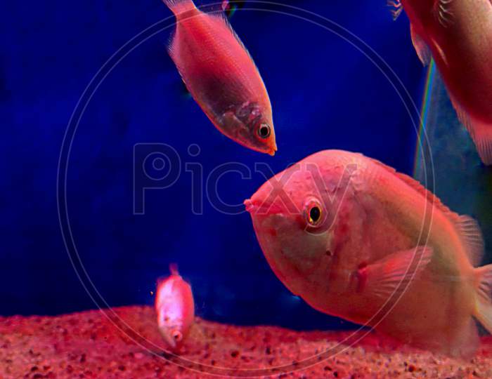 Kissing Gourami (Helostoma Temminckii), Also Known As The Kissing Fish Moving In The Aquarium