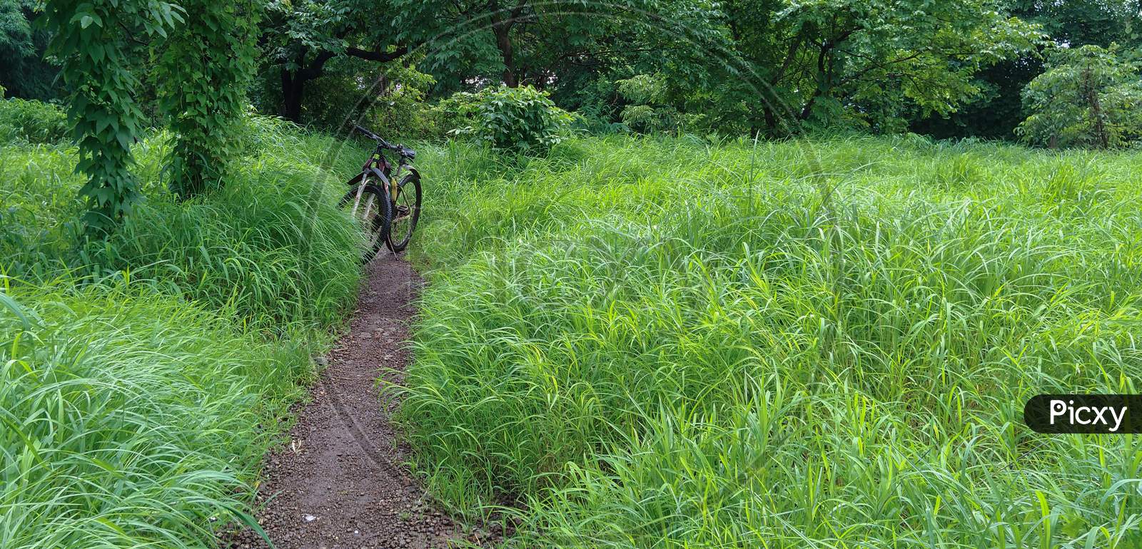 Mtb Bicycle On A Mud Trail Along Green Grass And Trees In Monsoon. Cycle In Nature. Landscape Image Of Cycle,Green Grass And Trees. Country Side Bike Ride.