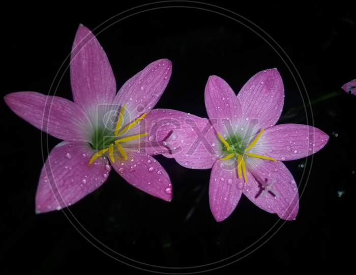 Pink Rain Lily In Rainy Night