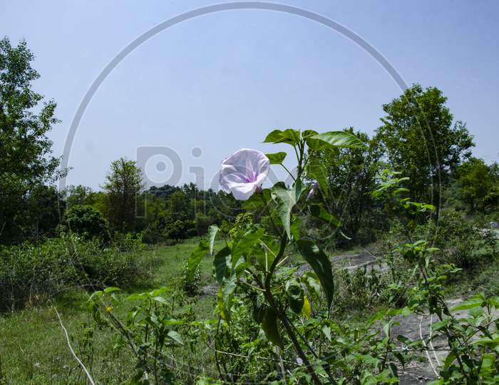 Single White Flower With Blue Sky Himachal Pradesh India