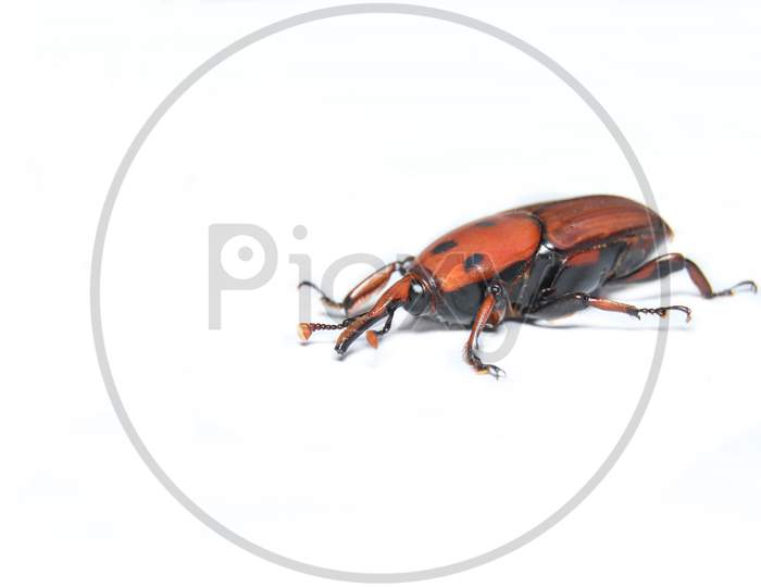 Palm Weevil stock photo