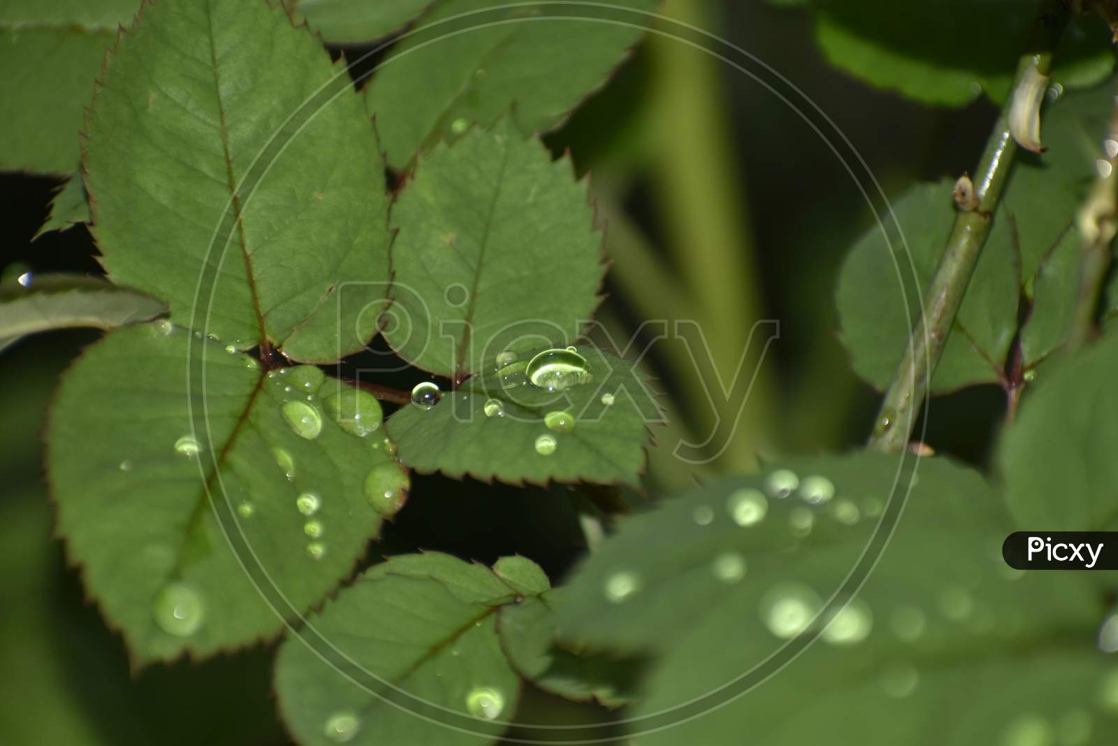 Green Leaves Of A Plant With Rain Drops.