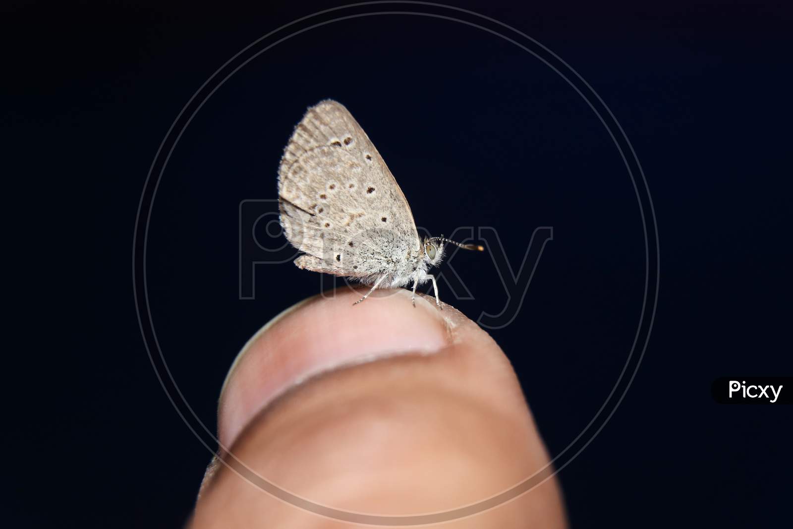 Lesser Grass Blue butterfly (Zizina Otis) on finger