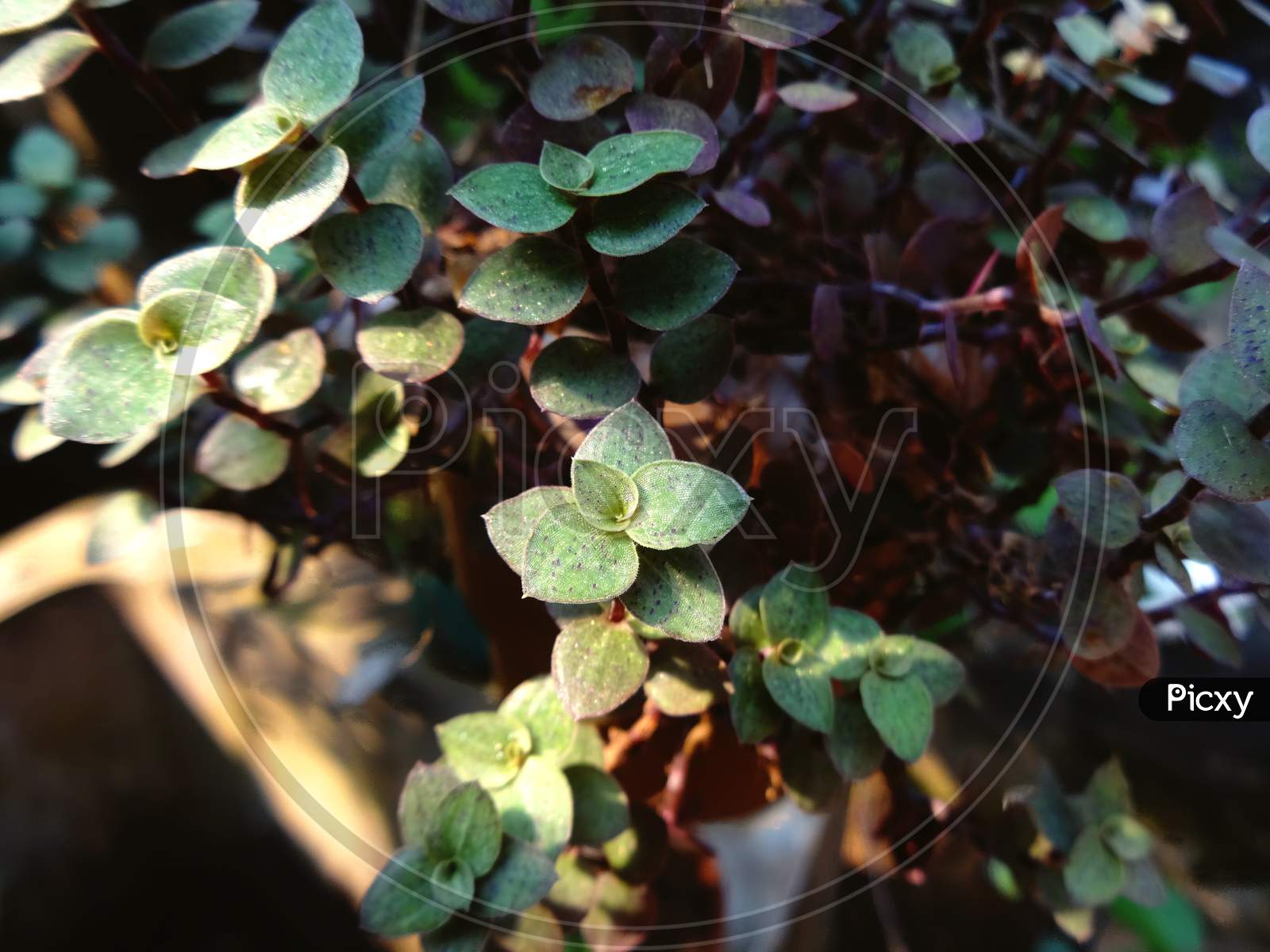 Herb plant closeup Photography