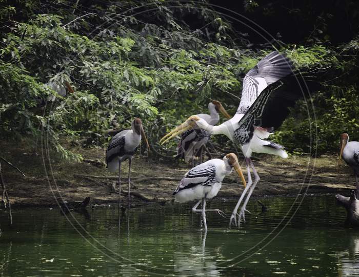 A Flying Painted Stork
