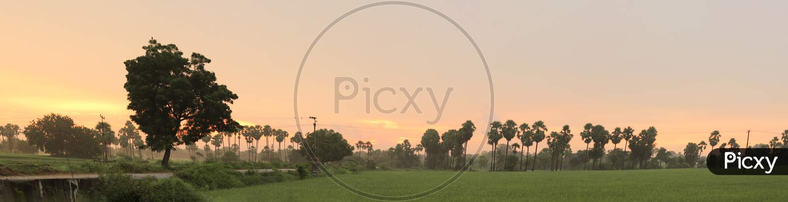 Panorama of Paddy Fields with Beautiful Sunset
