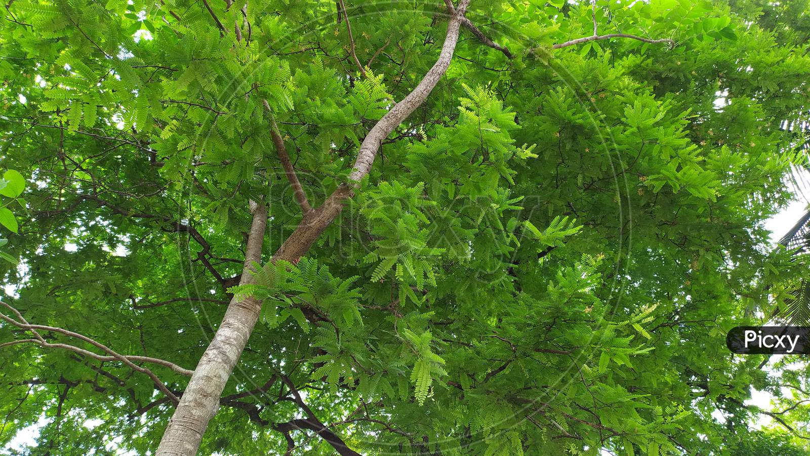 Image Of Tamarind Trees Leaves Zr Picxy