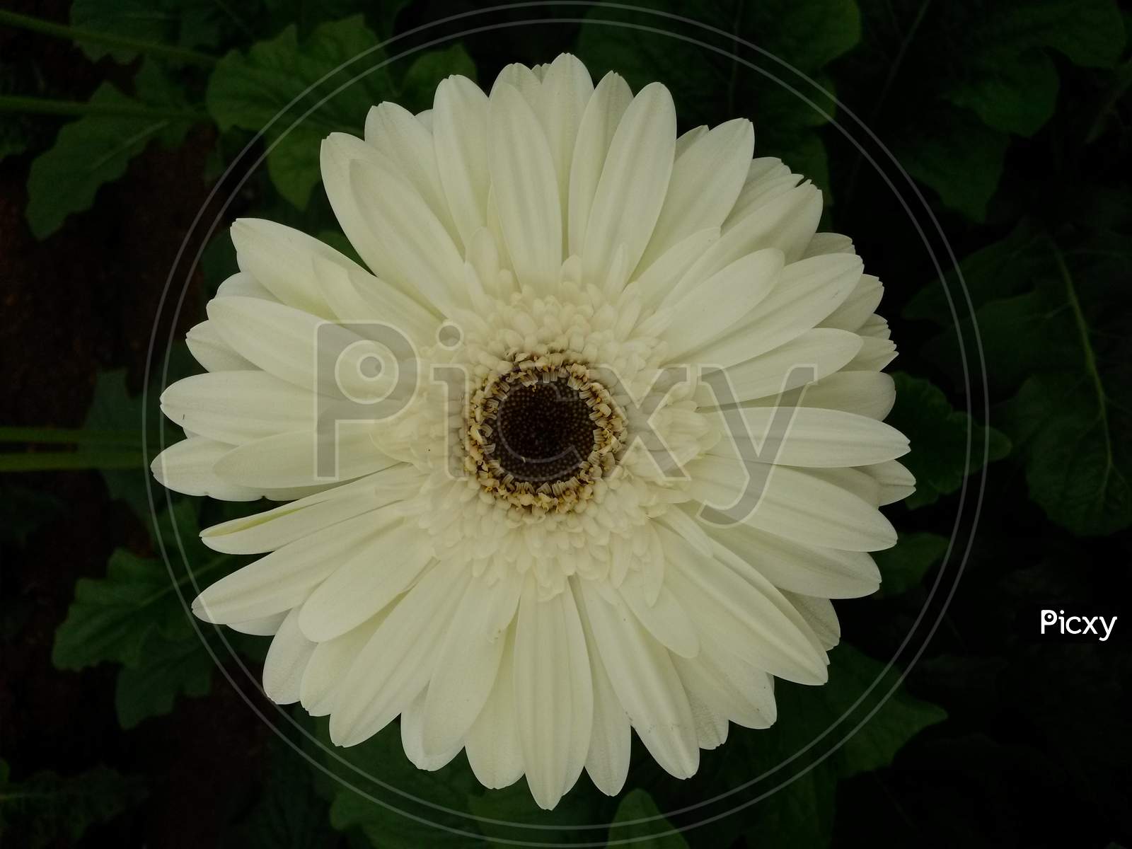 White Gerbera Flower With Black Core