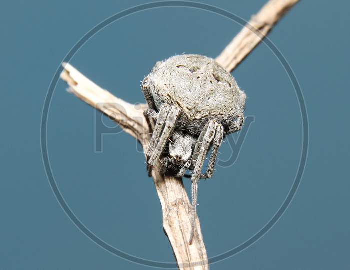 spotted ord Weaver spider (Neoscona)