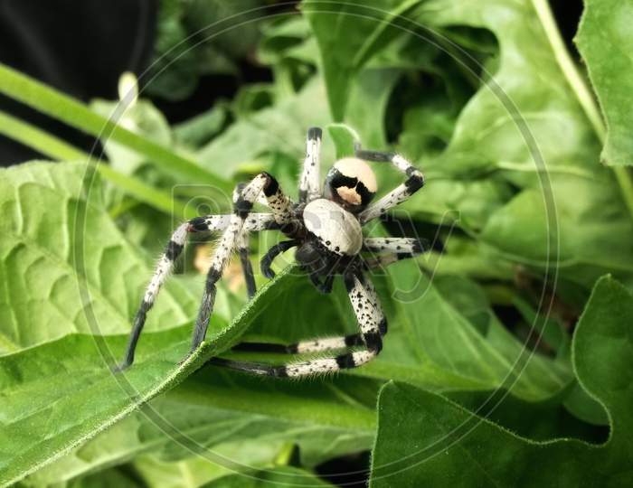 Huntsman Spider On Plant
