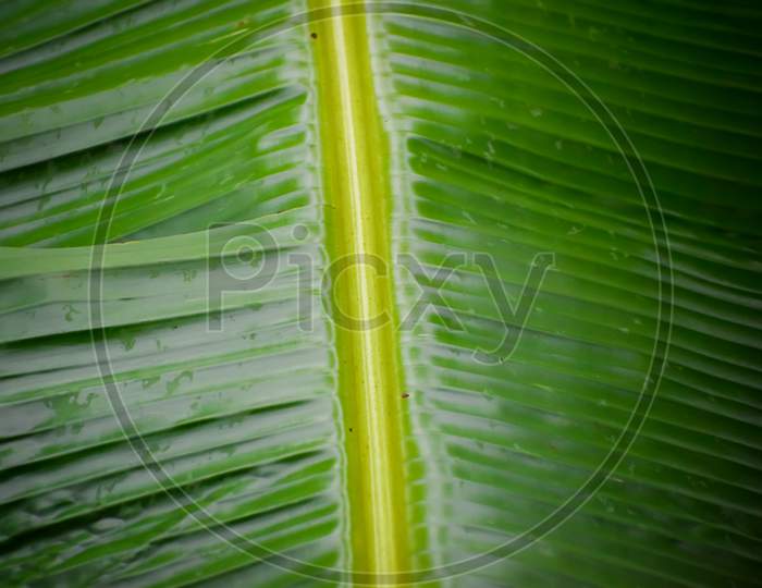 Texture Background Of Fresh Green Banana Leaves. Selective Focus Applied.