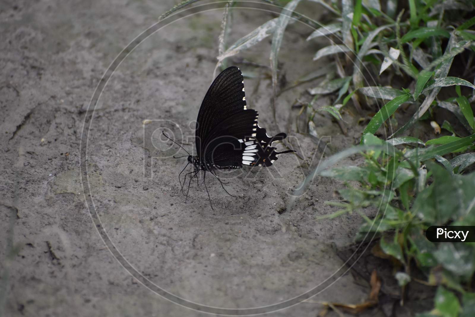 a black butterfly on the ground