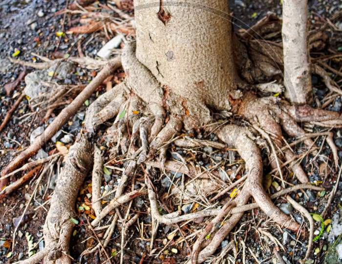 Tree Roots Branches