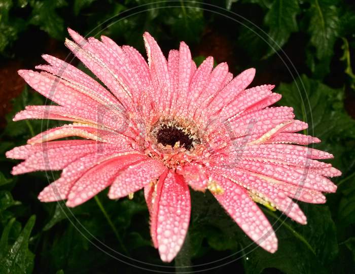 Pink Gerbera With Dew Drop