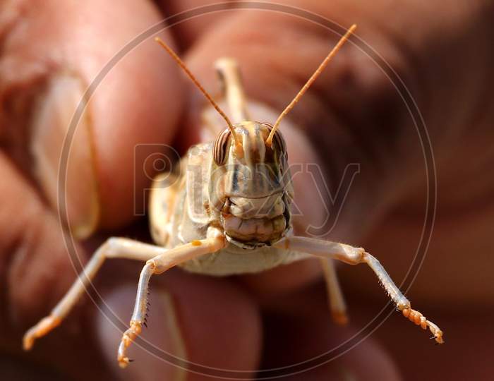 A Farmer Holds a Locust In The Outskirts Of Ajmer, Rajasthan, India On 07 June 2020.
