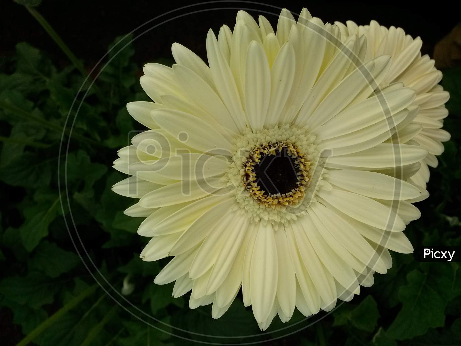 White Gerbera Flower With Black Center Core