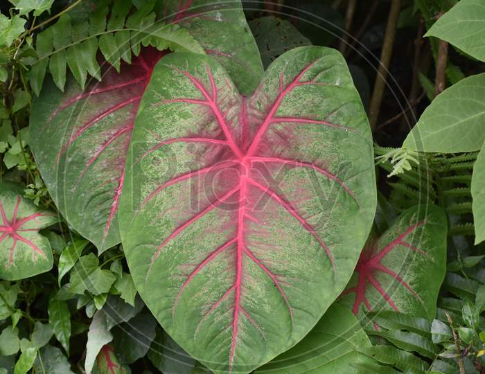 a fern with red colour stripes