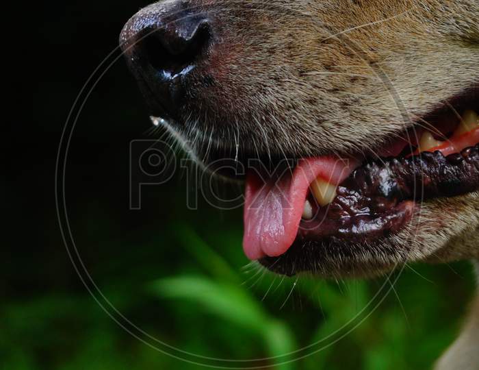 Side view of a dog mouth.A cute dog with his tongue out.Mouth of a dog. Indian dog.A cute dog's nose and tongue