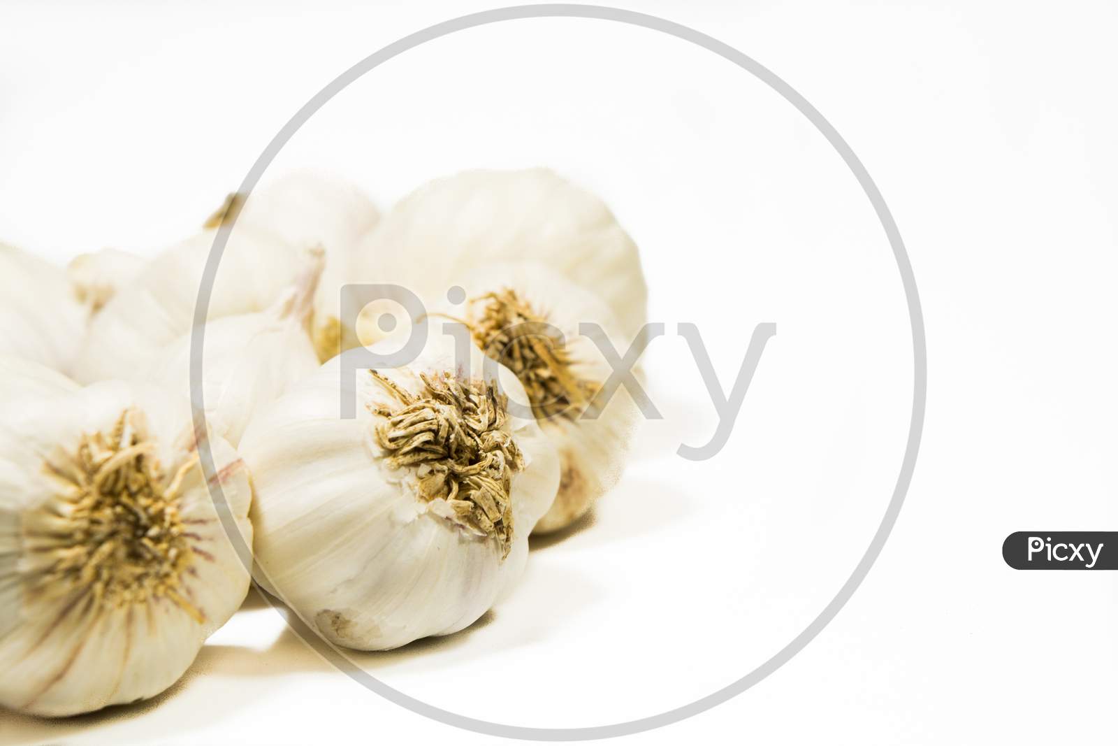 Close up shot of Garlic isolated with White Background