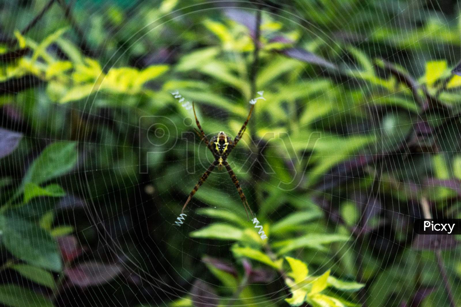 Close up macro shot of a Garden spider sitting on the spider web, spiders are insects