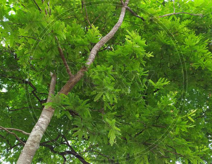 Tamarind trees Leaves