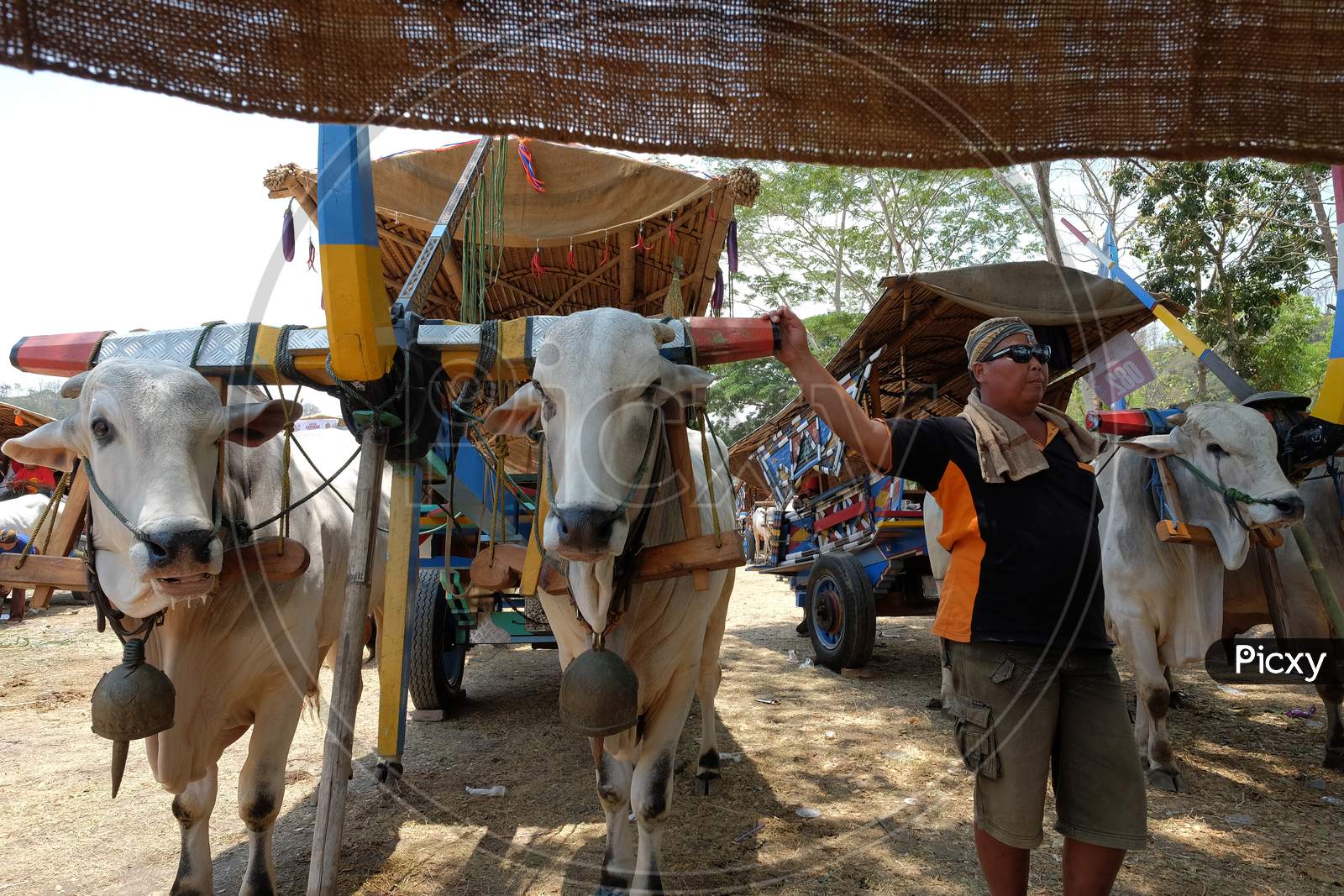 The man who drives a ox cart stands next to his two large cows