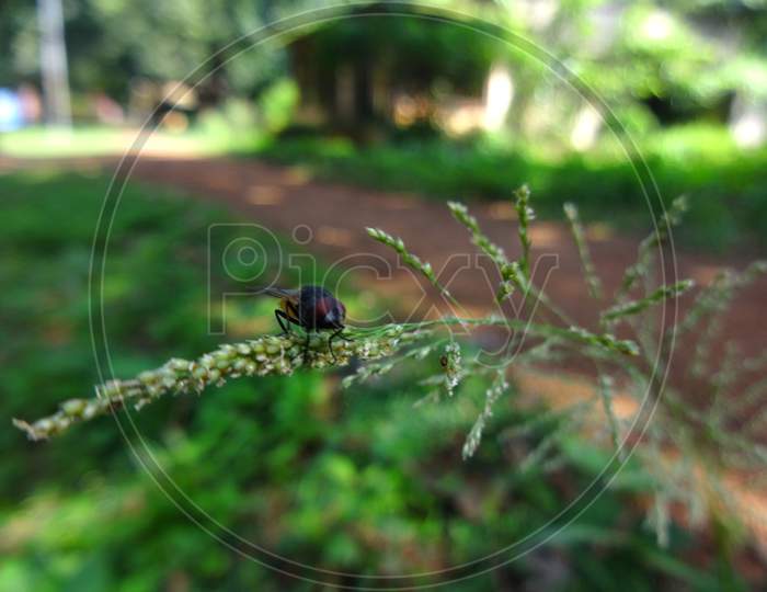 Closeup macro fly sit on a leaf plant