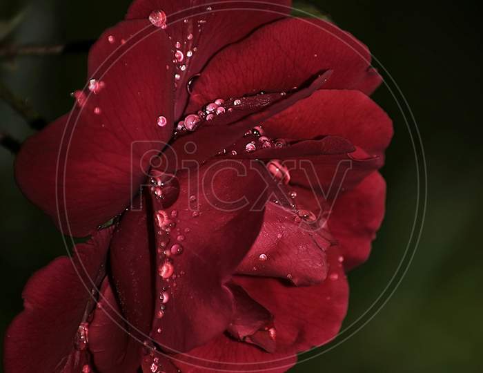 A Beautiful Closeup Photograph Of A Red Rose With Rain Drops.