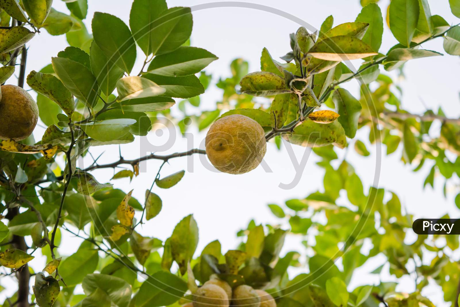 Bunches of fresh yellow ripe lemons hanging on a lemon tree in Assam