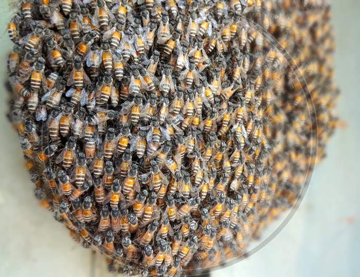 Beautiful closeup lots of bees in honeycomb