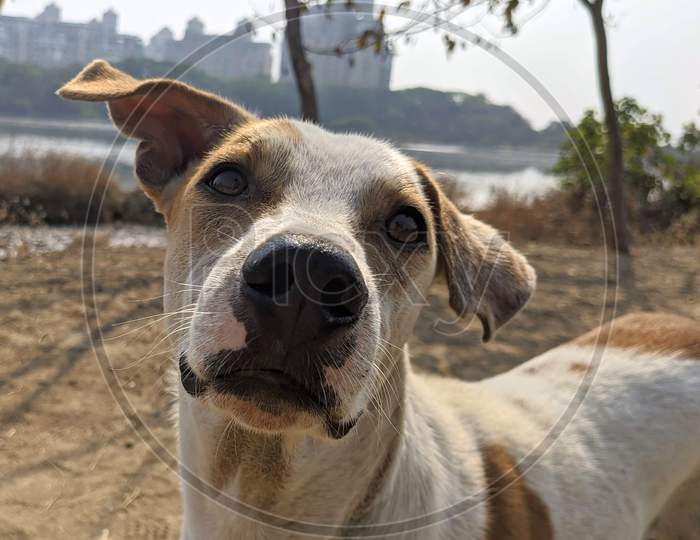 Extreme Closeup Face Of Stray Dog. Curious Dog Looking At The Camera. Close-Up Of Dog Face In Outdoors