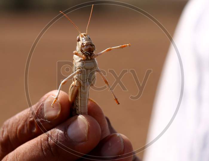 A Farmer Holds a Locust In The Outskirts Of Ajmer, Rajasthan, India On 07 June 2020.