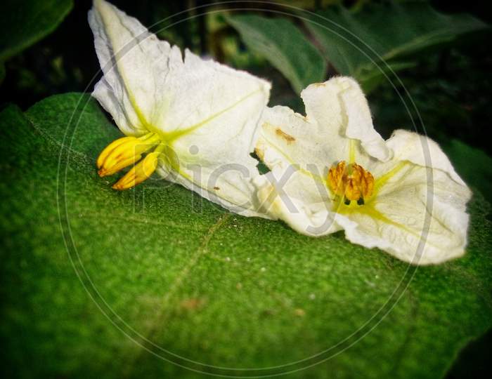 Brinjal Flower