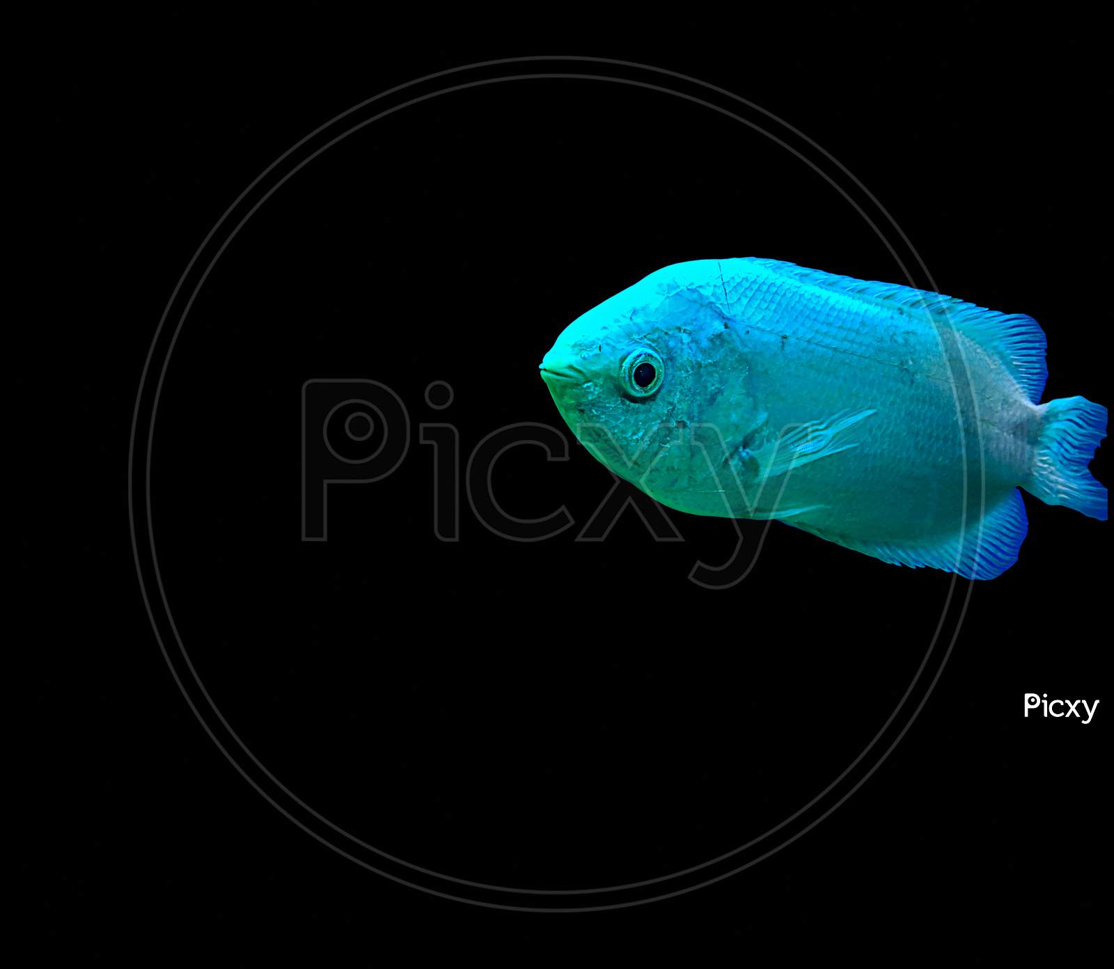 Kissing Gourami (Helostoma Temminckii), Also Known As The Kissing Fish Isolated On Black Background.