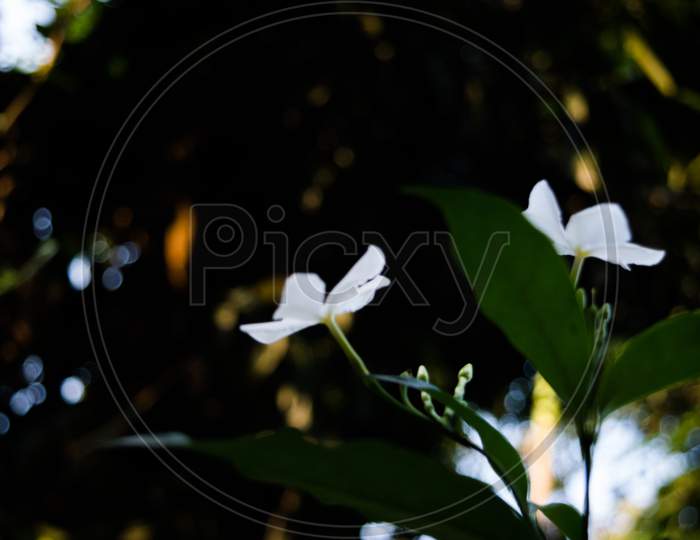 White Madagascar Periwinkle also known as  Sadaabahaar flower