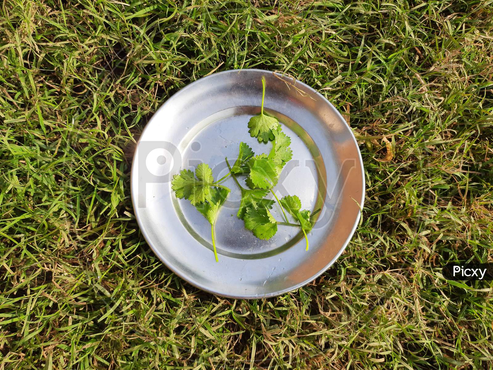 Coriander leaves on the plate in green background.