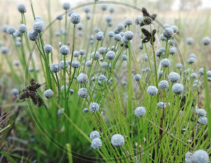 Beautiful closeup vascular grass family flowering plant