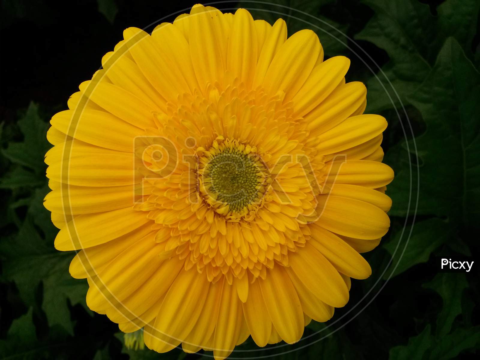 Yellow Gerbera Flower With Green Center Core
