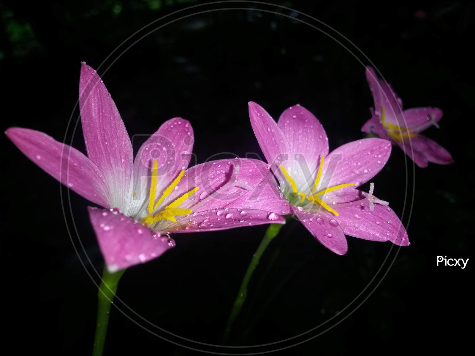 Pink Rain Lily In Night