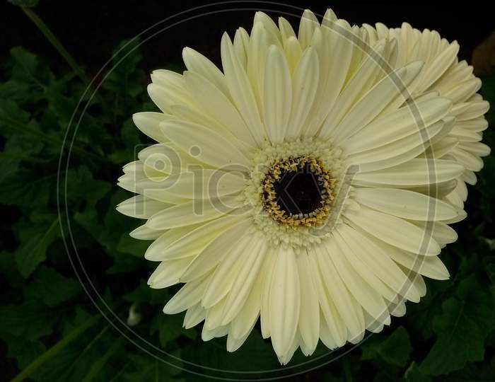 White Gerbera Flower With Black Center Core