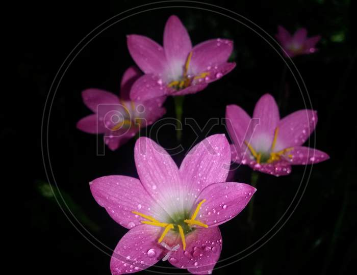 Rain Lily