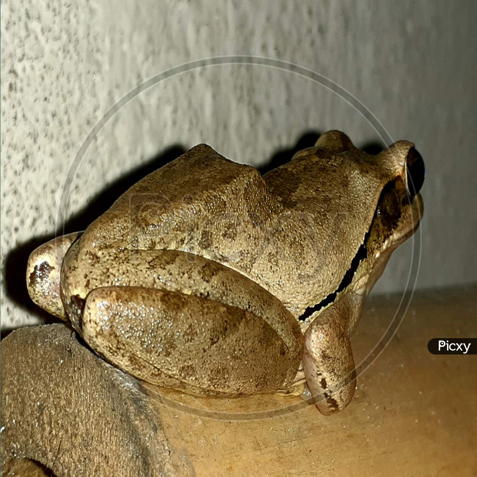 Common Indian Tree Frog. An interesting amphibian that has day roosts that it may use regularly. Its call is a sudden short and rapid series of ratting rattans. They wipe themselves with skin secretion