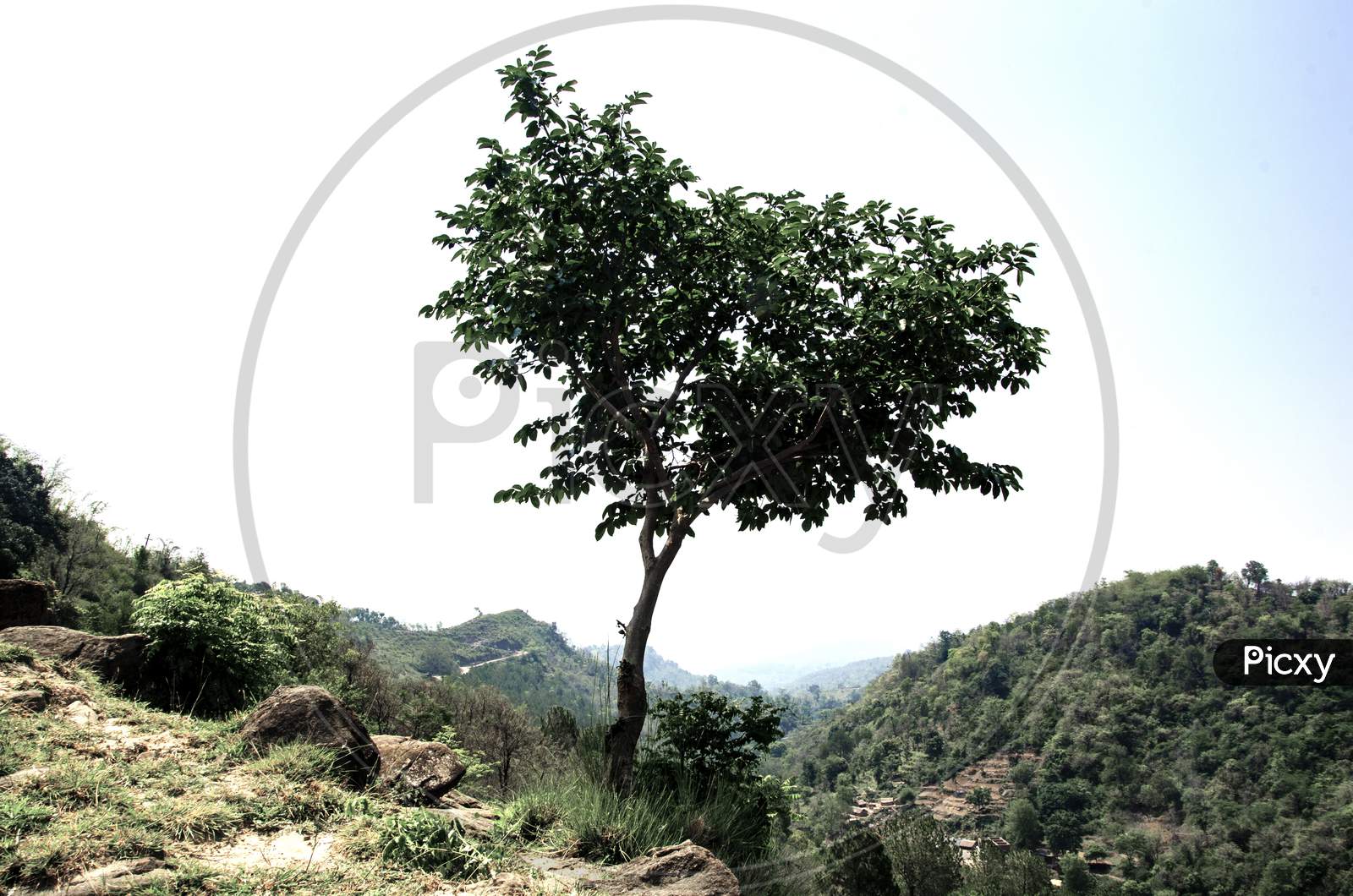 Single Tree With Blue Sky Himachal Pradesh India 5