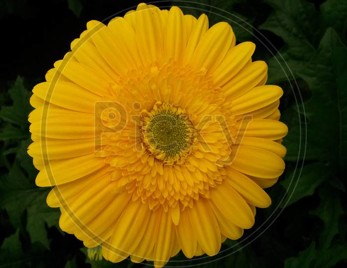 Yellow Gerbera Flower With Green Center Core