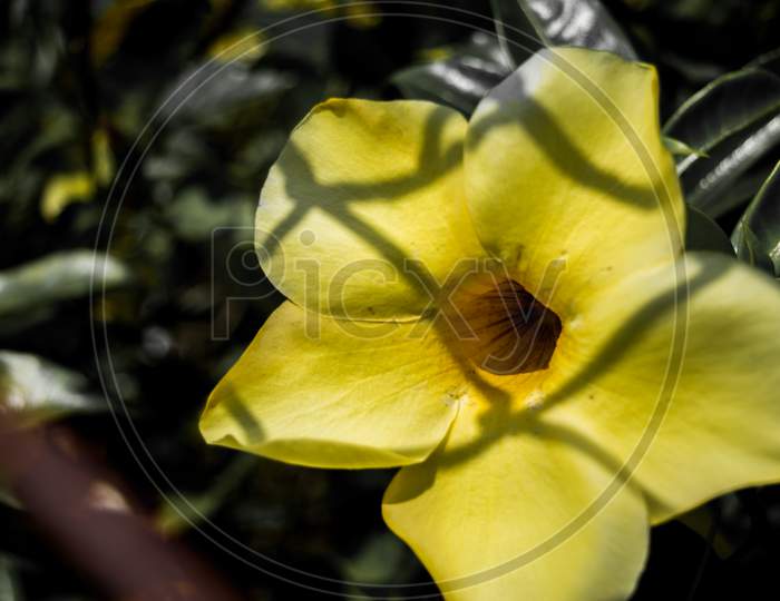 Spring Flowering Bermuda Buttercup or yellow buttercup allamanda flower blossom close up shot