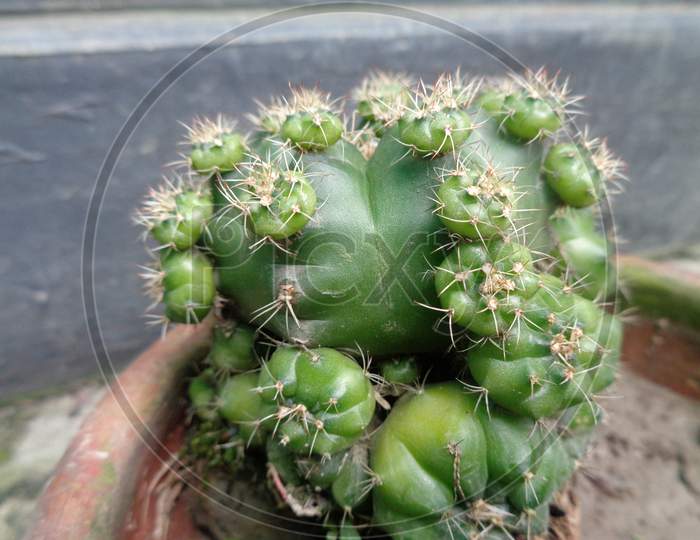 Cactus little plant