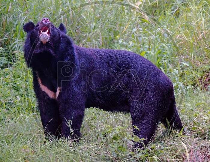 A Bear Captured In A Zoo In India